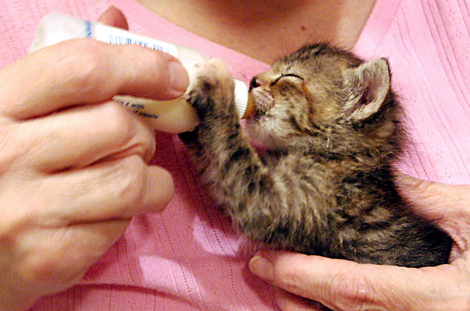 Nourrir Un Chaton Orphelin Autour Des Animaux