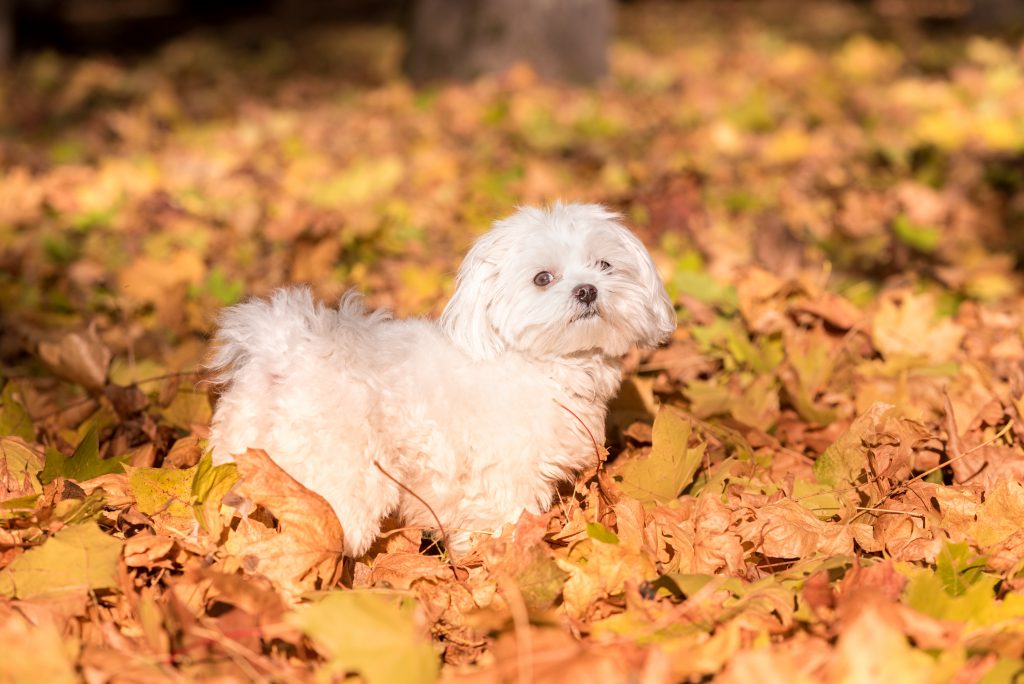 Bichon Maltais