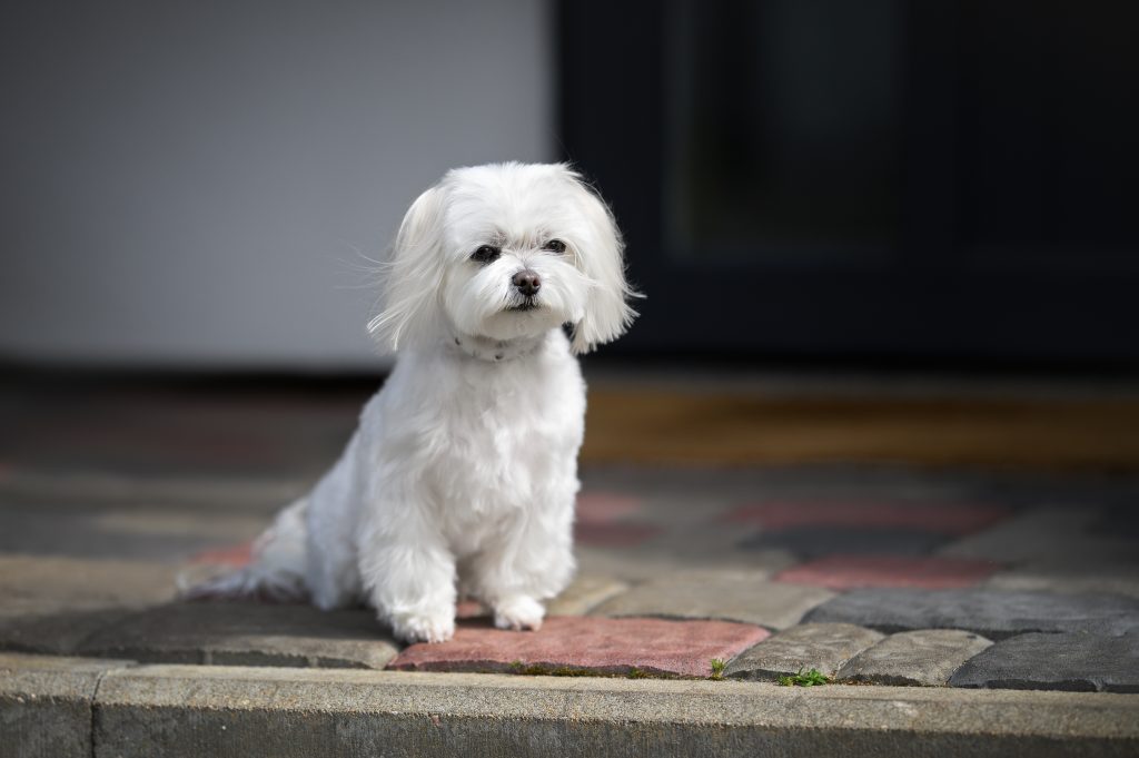 Bichon Maltais Hypoallergénique