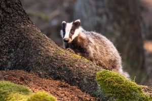 Comment reconnaître un blaireau ?