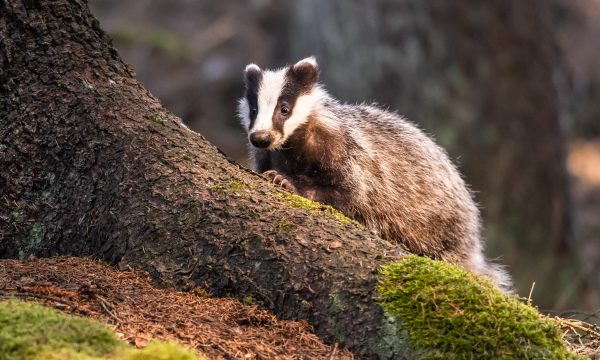 Comment reconnaître un blaireau ?