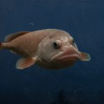 Blobfish : Tout Savoir sur le poisson le plus moche !