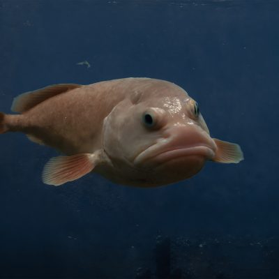 Blobfish, le poisson le plus moche au monde