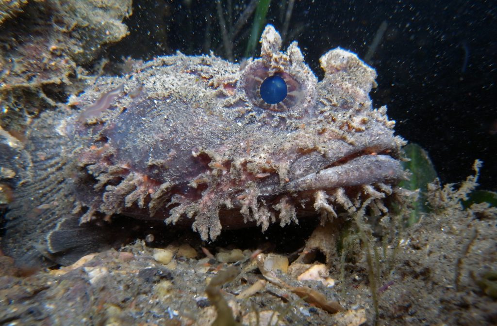 Blobfish Australie