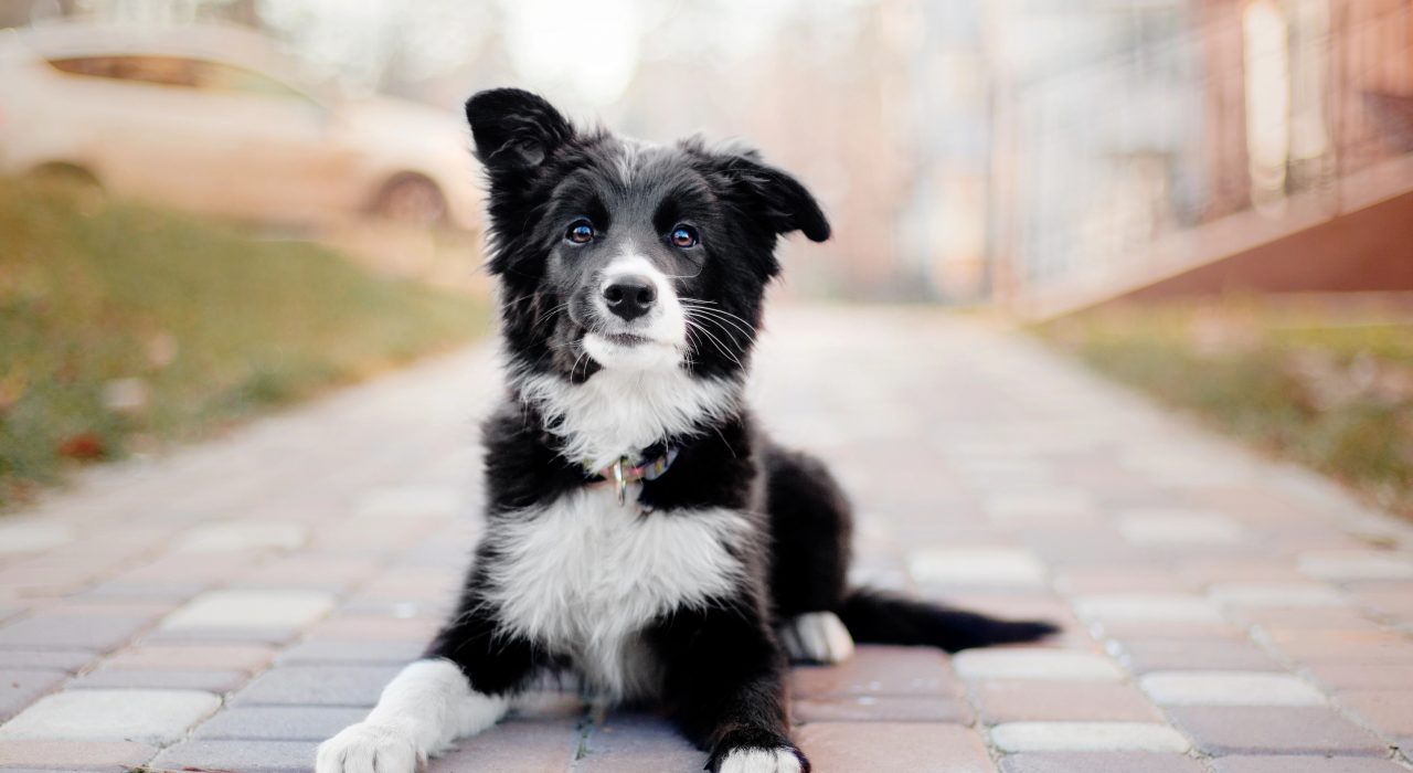 Comment choisir la bonne clinique vétérinaire pour son animal