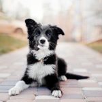 Comment choisir la bonne clinique vétérinaire pour son animal