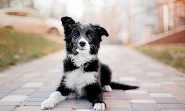 Comment choisir la bonne clinique vétérinaire pour son animal