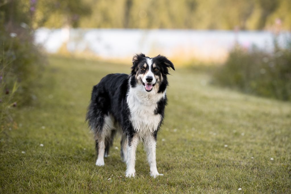 Le Border Collie