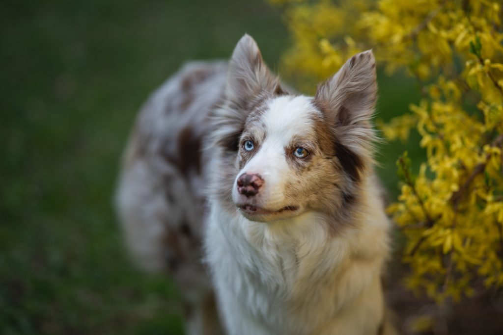 Border Collie aux yeux bleus