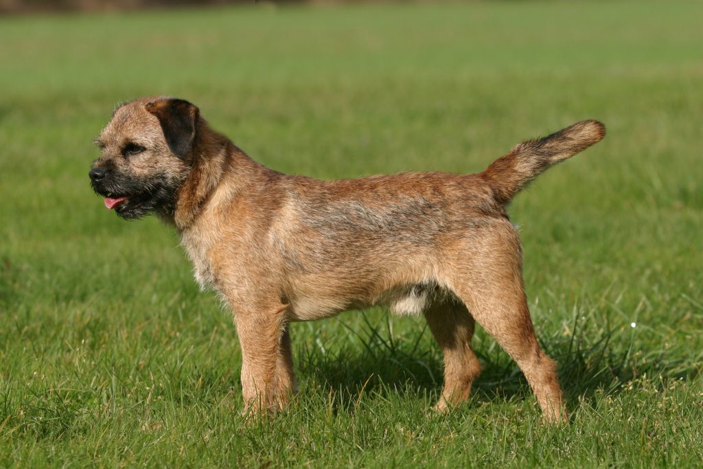 Border Terrier