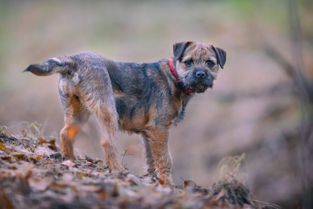 Border terrier