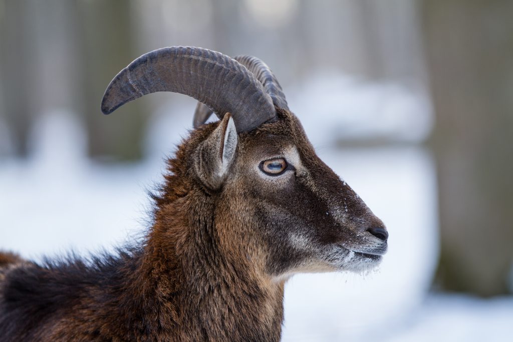 Bouc