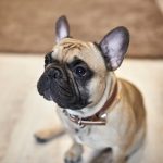 Luxation de la rotule chez le chien : causes, traitement et prévention
