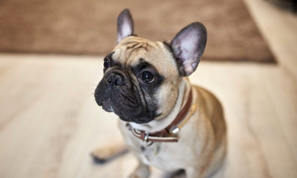 La luxation de la rotule chez le chien