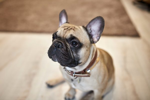 Luxation de la rotule chez le chien : causes, traitement et prévention