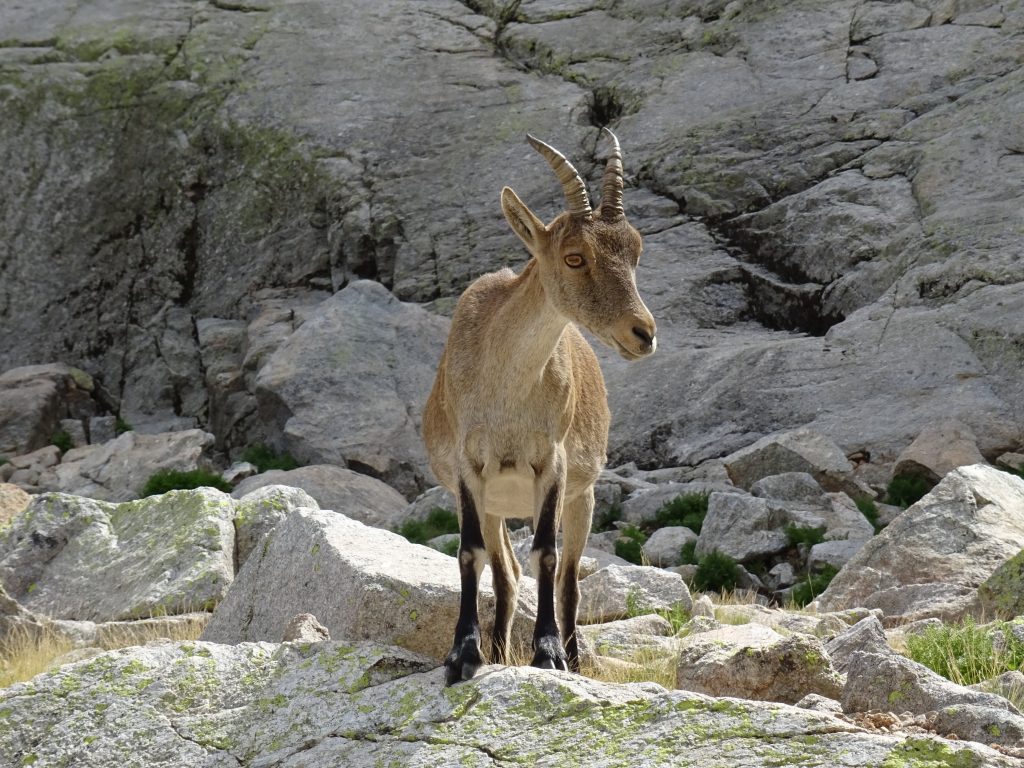 Bouquetin ibérique des Pyrénées