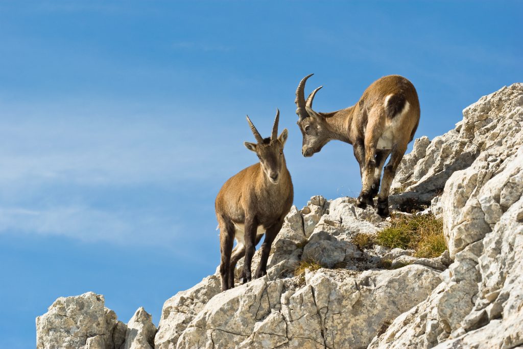Bouquetin des Alpes