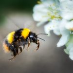 Le Bourdon peut-il piquer ? 5 Idées reçues sur cet insecte