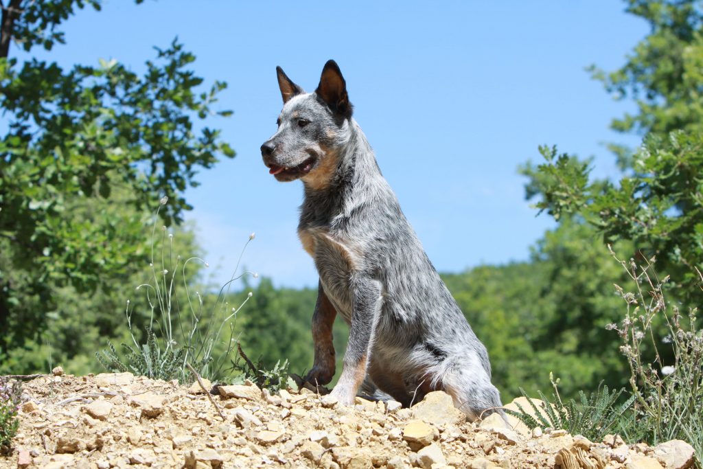 Chien Bouvier Australien