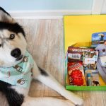 Box et coffrets pour chiens : que valent-ils ?