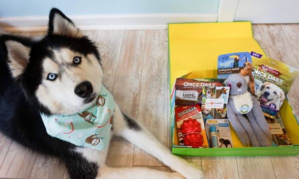 Box et coffrets pour chiens : que valent-ils ?