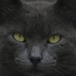 Le chat voit-il dans le noir ?