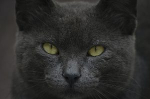 Le chat voit-il dans le noir ?