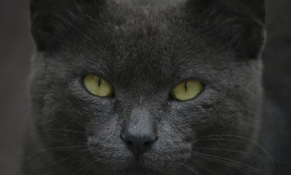 Le chat voit-il dans le noir ?