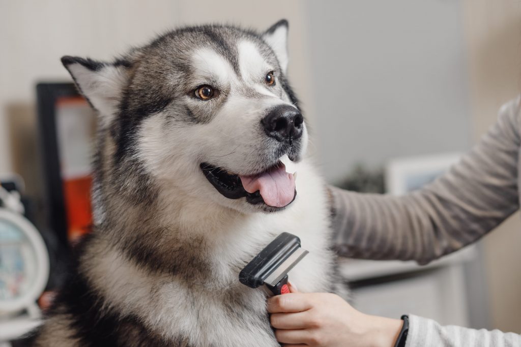 brossage du chien husky