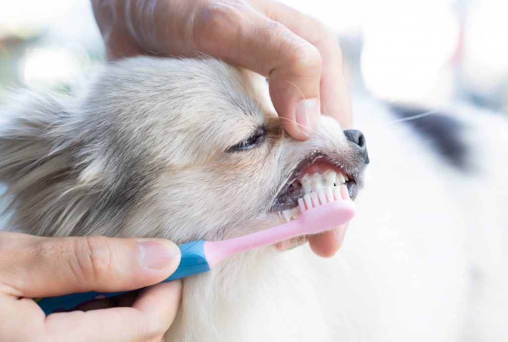 Petit chien qui se fait brosser les dents