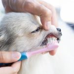 Brosser les dents de son chien