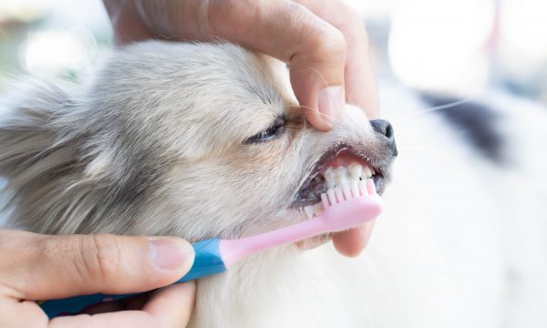 Brosser les dents de son chien