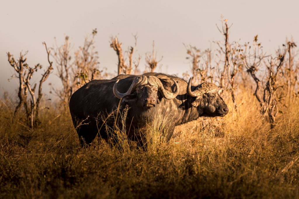 Buffles d'Afrique du sud