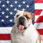 Chiens américains : Top 10 des races les plus populaires