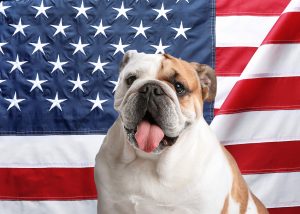 Chiens américains : Top 10 des races les plus populaires