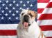 10 Races de chiens américains : Best-of USA