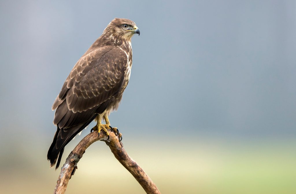 Buse variable des pyrénées