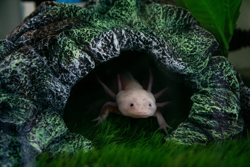 Axolotl caché dans sa cachette