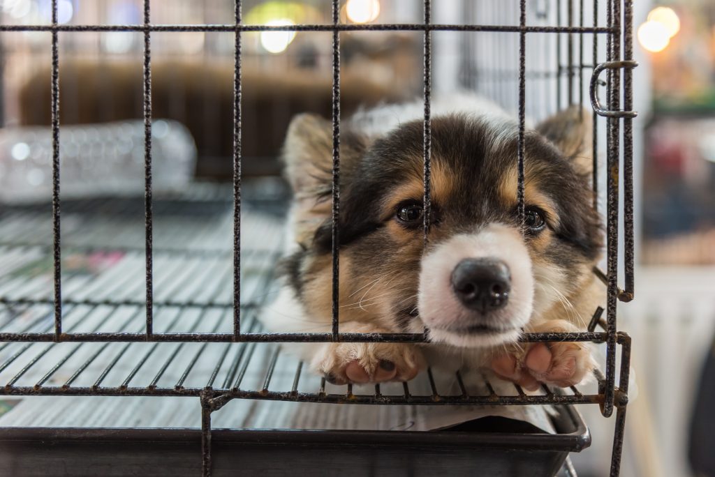 Chien dans sa cage d'intérieur