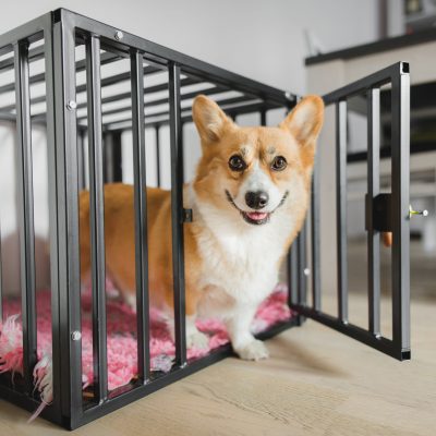 La cage d’intérieur pour chien
