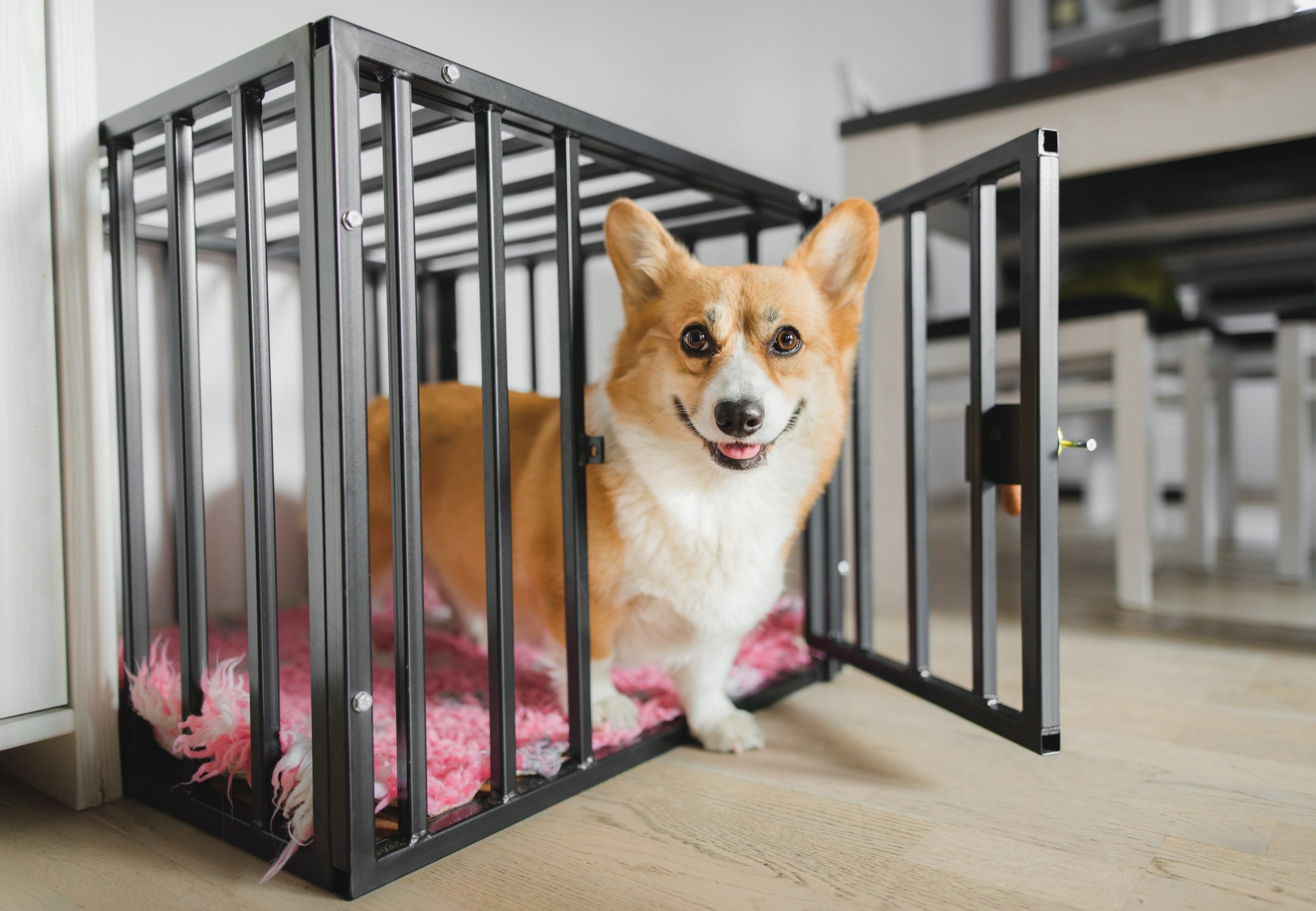 Cage d’intérieur pour chien Guide complet pour la choisir