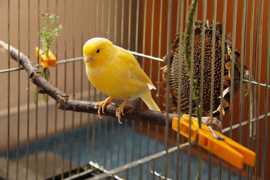 Quelle cage choisir pour son oiseau ? Accessoires et équipement — Autour Des Animaux