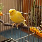 Quelle cage choisir pour ses oiseaux ?