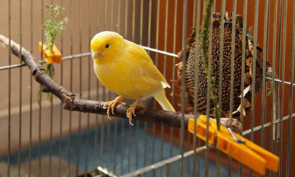 Quelle cage choisir pour ses oiseaux ?