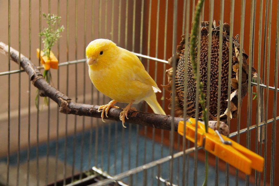 Cage et accessoires pour oiseaux