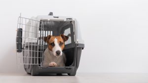 Quelle cage de transport choisir pour voyager avec son chien ?