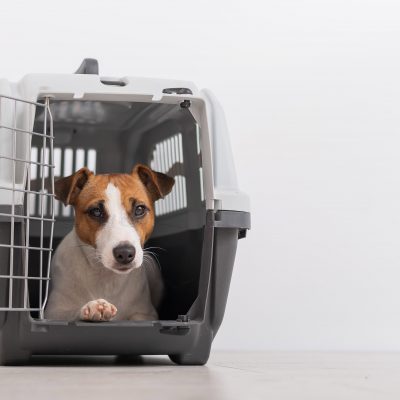 Quelle cage de transport choisir pour voyager avec son chien ?