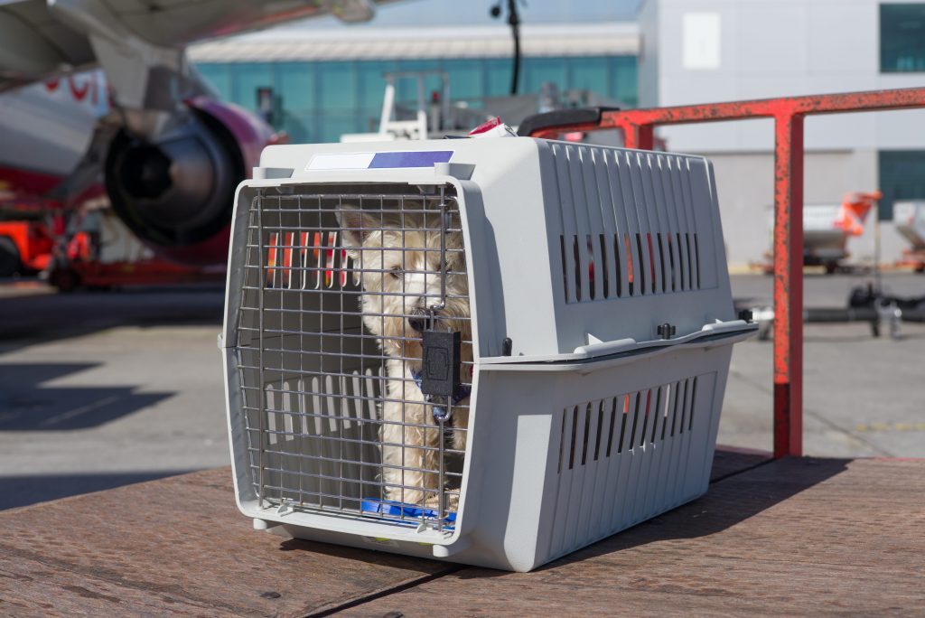 Chien placé dans une cage IATA à l'aéroport