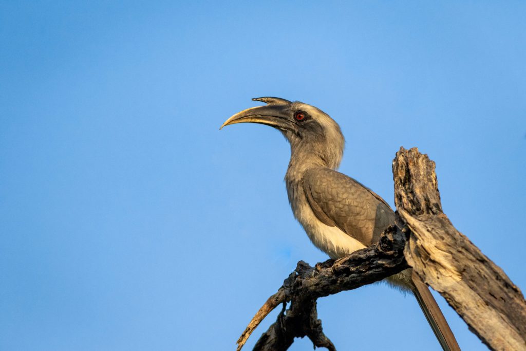 Calao de Gingi (Ocyceros birostris) - Photo A.Stock