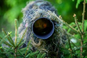 Techniques de Camouflage en Photographie Animalière